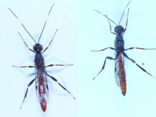 Xorides filiformis